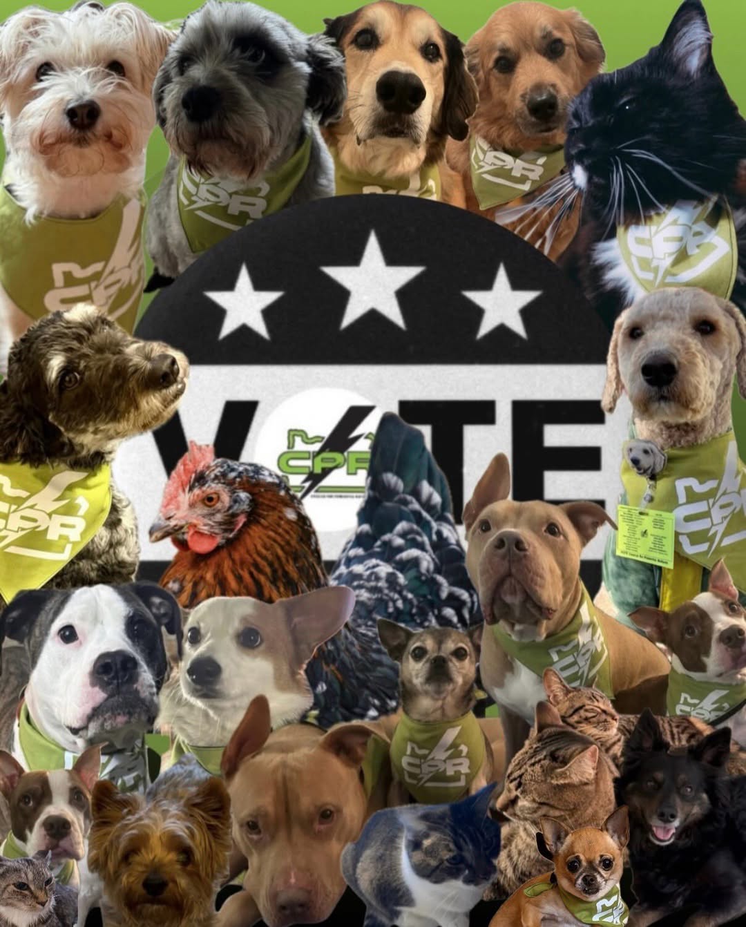 a collage of the CPR pets