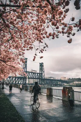 person riding on a bike on the pdx waterfront with the cherry blossoms all around